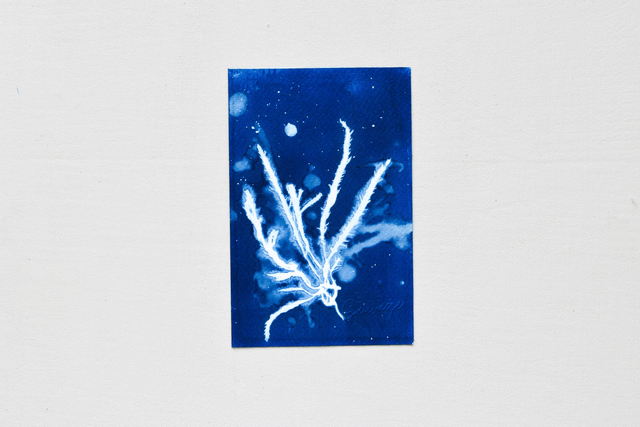 Algae - Alga rubra 2.0 - 10 x 15 cm