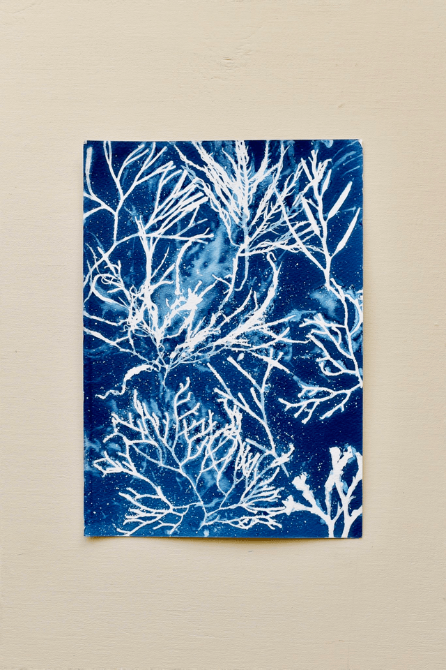 Algae - Galaxia Aquatica - A4