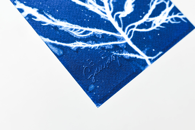 Algae - Alga rubra 2.1 - 10 x 15 cm