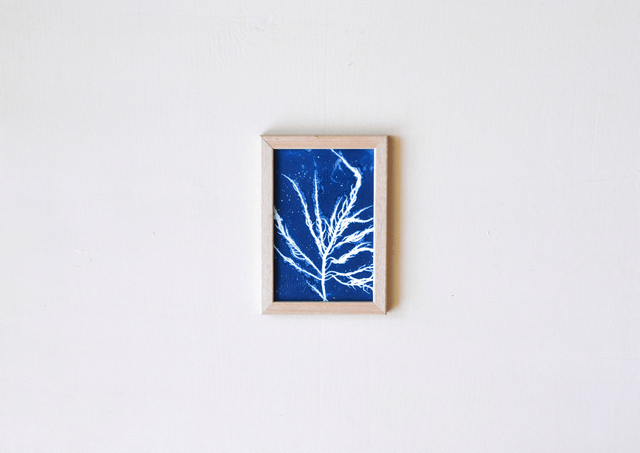 Algae - Alga rubra 2.1 - 10 x 15 cm