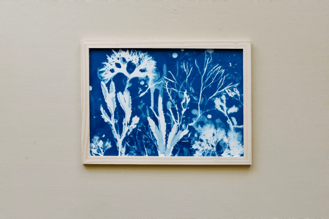 Algae - Vita aquatica 2.1 - A4