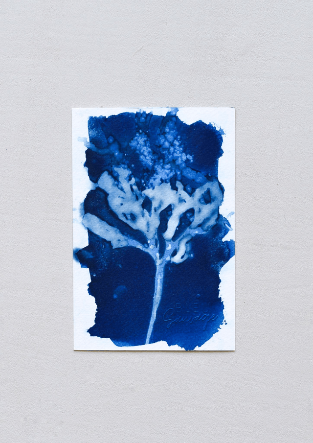 Algae - Evanescens - 10 x 15 cm