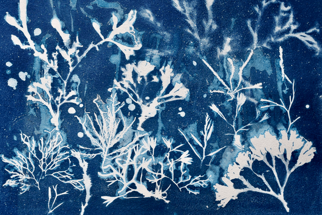 Algae - Galaxia Aquatica 2.1 - 50 x 70 cm 