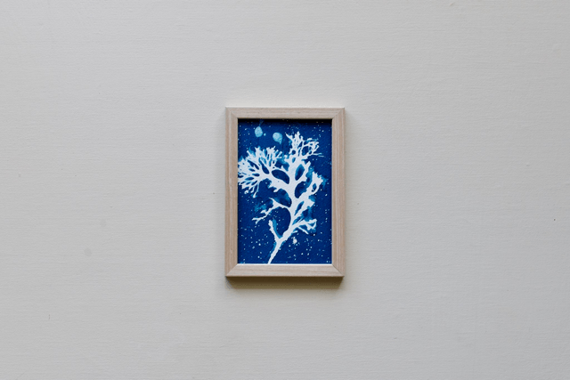 Algae - 10 x 15 cm