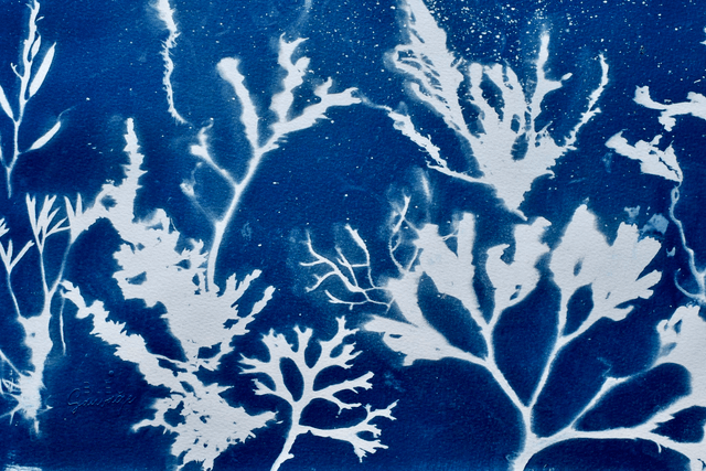 Algae - Galaxia Aquatica 2.0 - 50 x 40 cm 