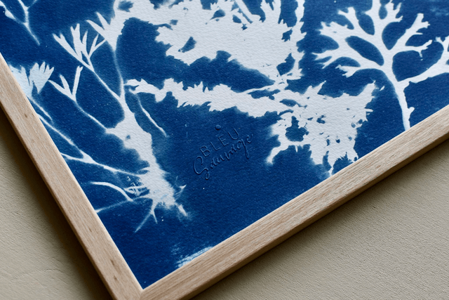 Algae - Galaxia Aquatica 2.0 - 50 x 40 cm 