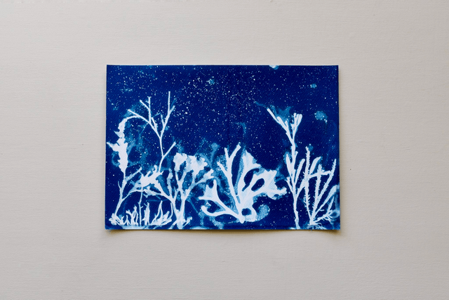 Algae - Aquarium 2.0 - A4