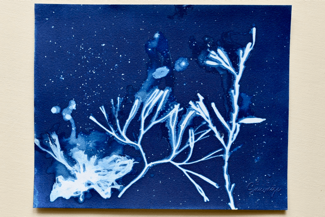 Algae - Symphonie aquatique - A4