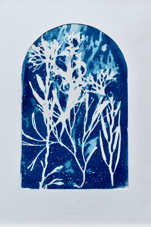 Algae - Fenêtre marine - A4