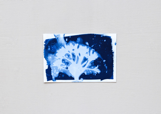 Algae - Chondrus crispus - 10 x 15 