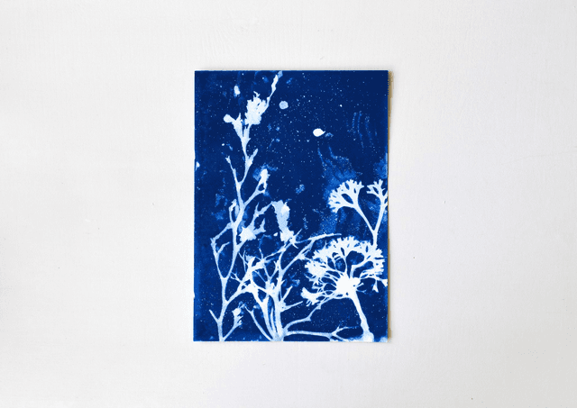 Algae - Aquarium 2.1 - A4 
