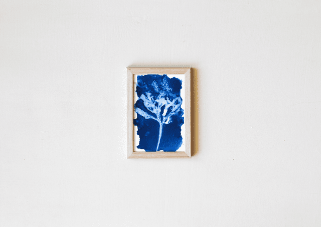 Algae - Evanescens - 10 x 15 cm