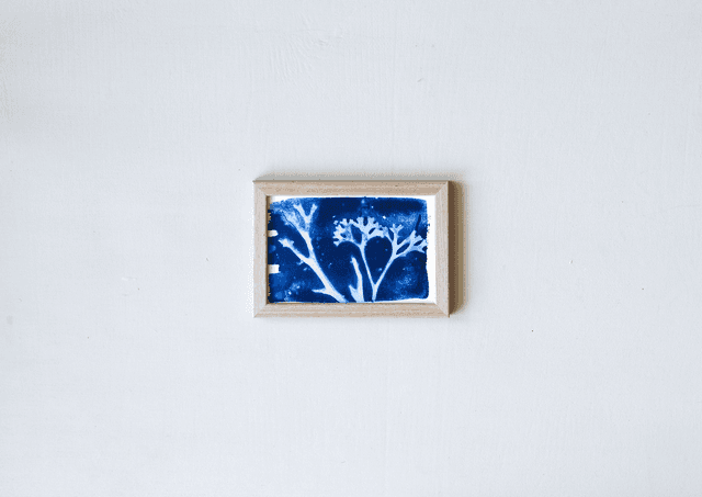 Algae - Fucus et Chondrus - 10 x 15