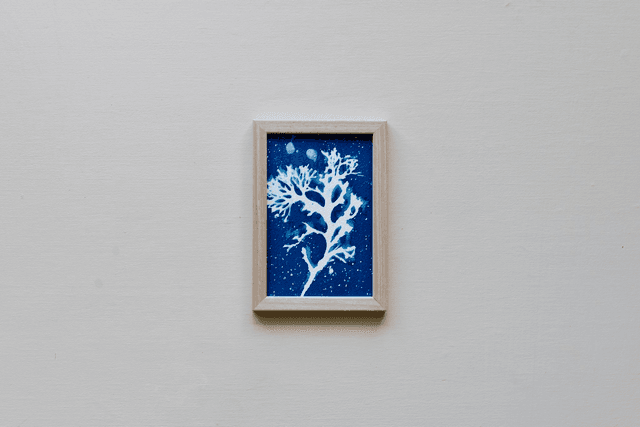 Algae - 10 x 15 cm