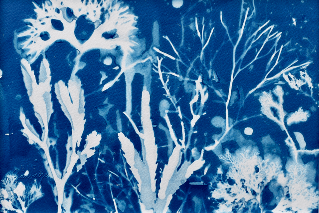Algae - Vita aquatica 2.1 - A4