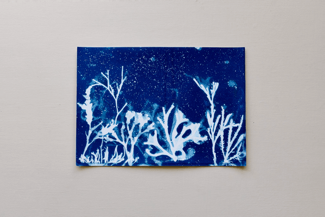 Algae - Aquarium 2.0 - A4