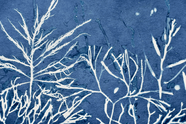 Algae - Subaquanea 2.0 - 30 x 40 cm 