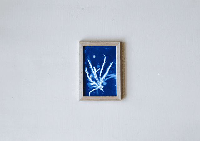 Algae - Alga rubra 2.0 - 10 x 15 cm